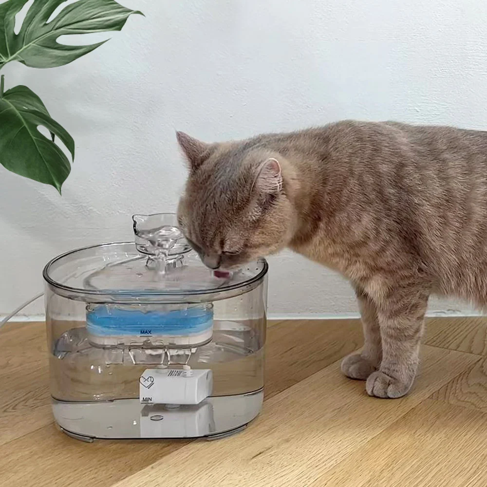 보드미펫 고양이